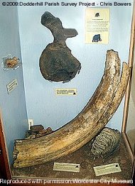 Display of Mammoth tusk and tooth Worcester City Museum